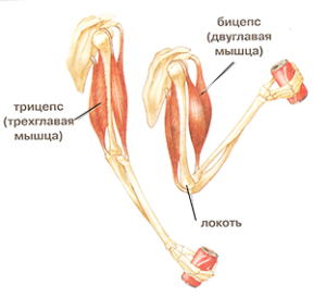 Бицепс, трицепс