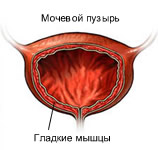 Мочевой пузырь